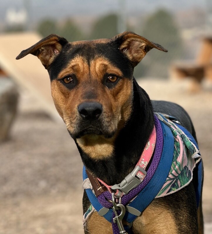 Picture of the Animal Listed