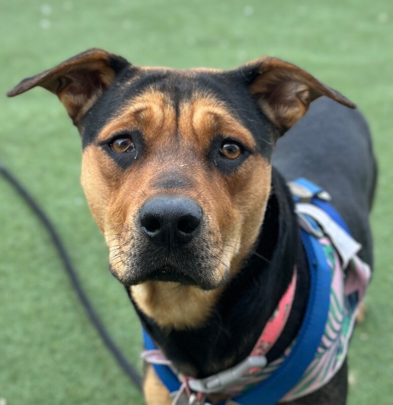 Picture of the Animal Listed