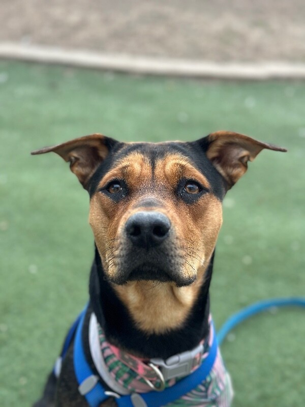 Picture of the Animal Listed