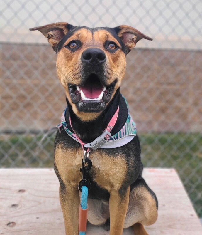 Picture of the Animal Listed