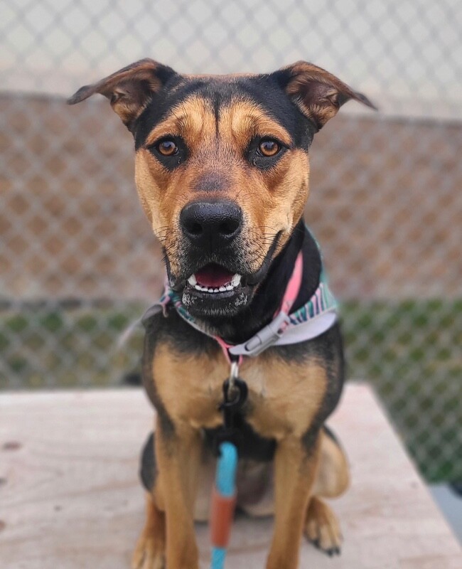 Picture of the Animal Listed