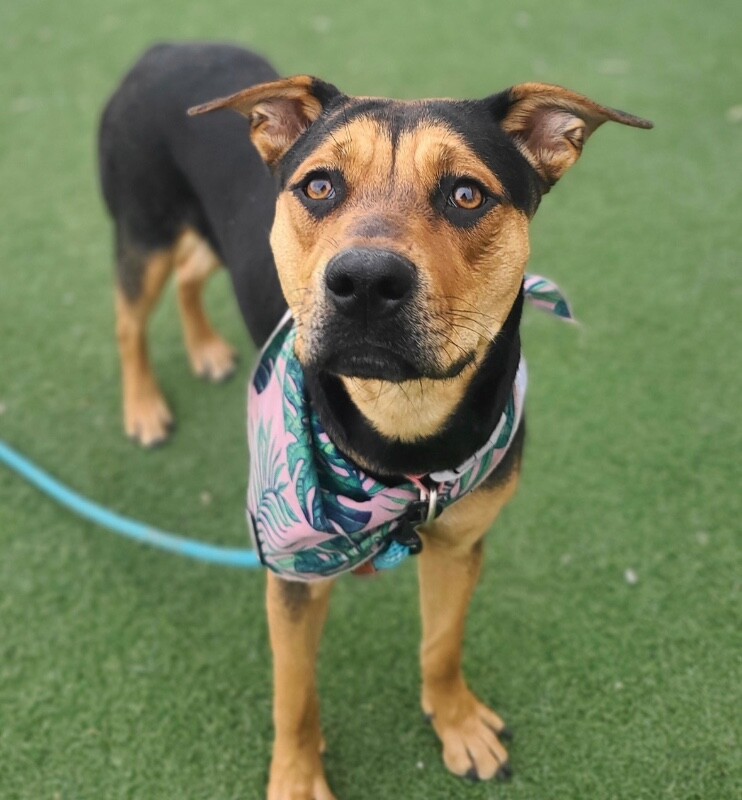 Picture of the Animal Listed