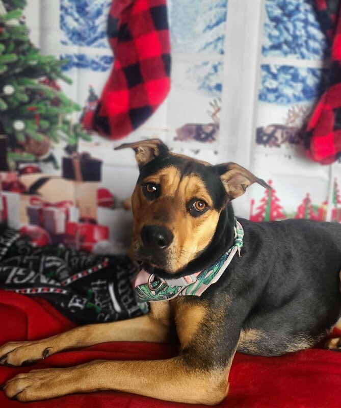 Picture of the Animal Listed