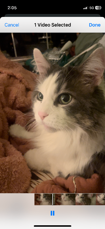 Picture of the Animal Listed