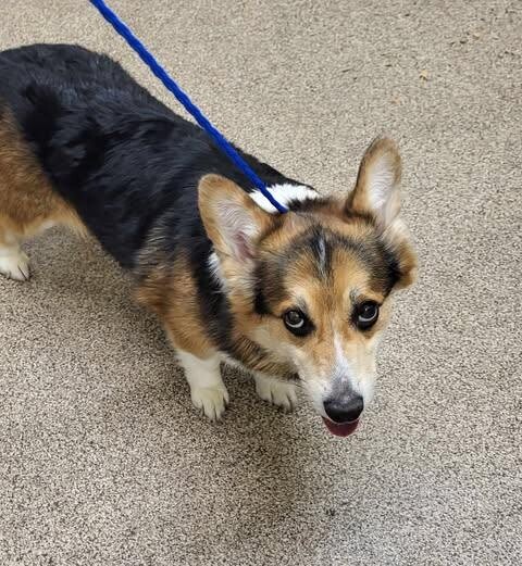 Picture of the Animal Listed