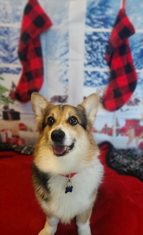 Picture of the Animal Listed