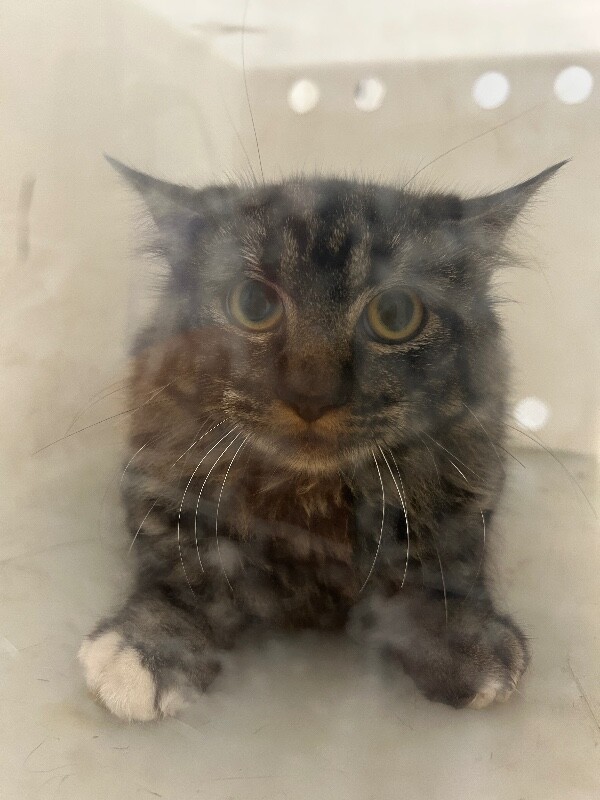 Picture of the Animal Listed