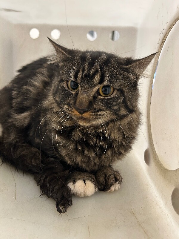 Picture of the Animal Listed