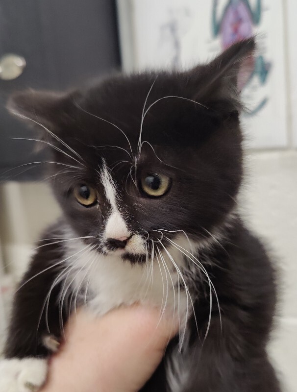 Picture of the Animal Listed