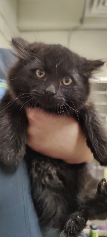 Picture of the Animal Listed