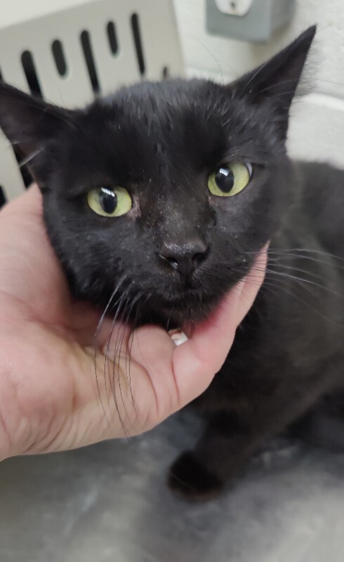 Picture of the Animal Listed