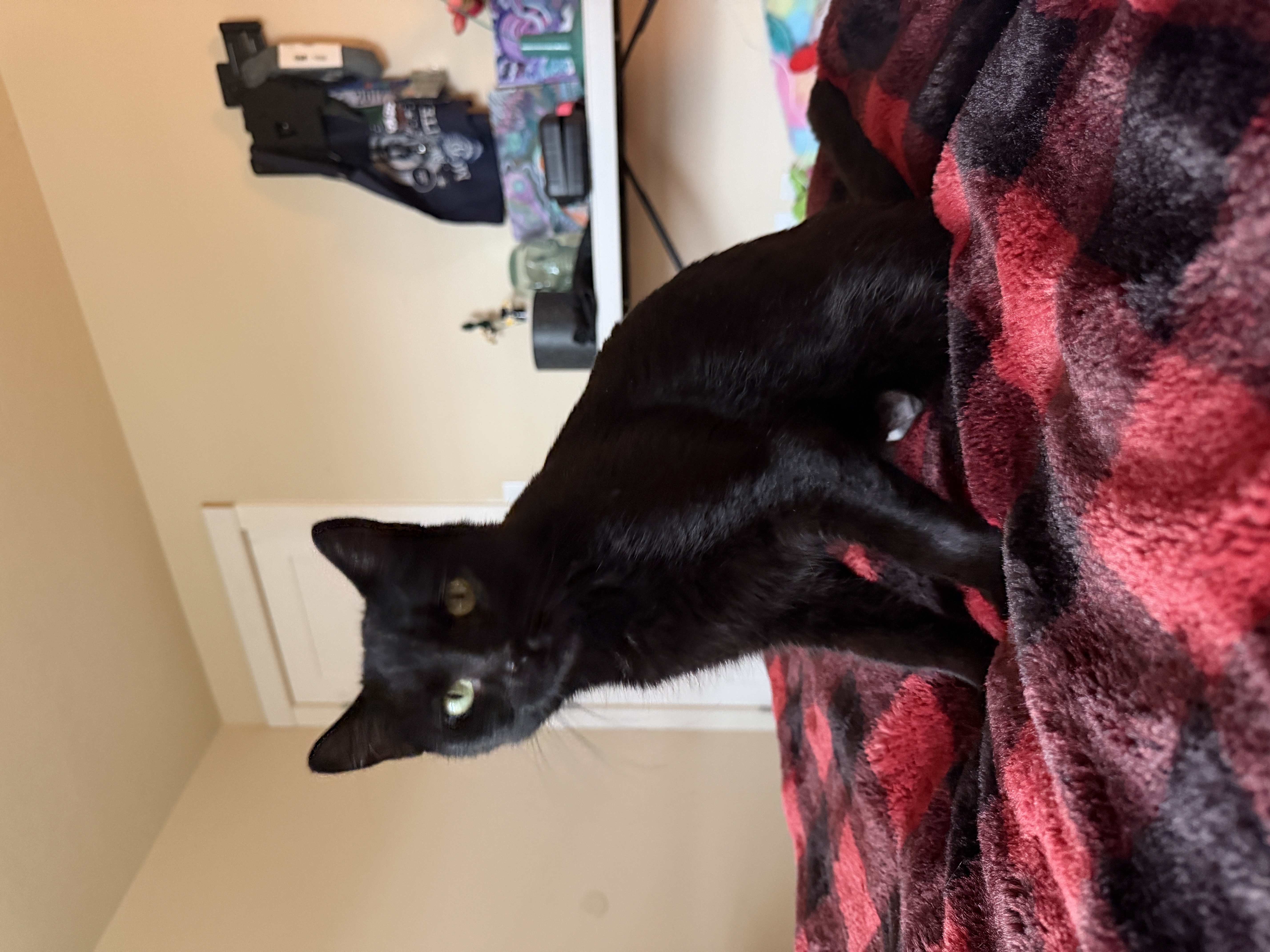 Picture of the Animal Listed