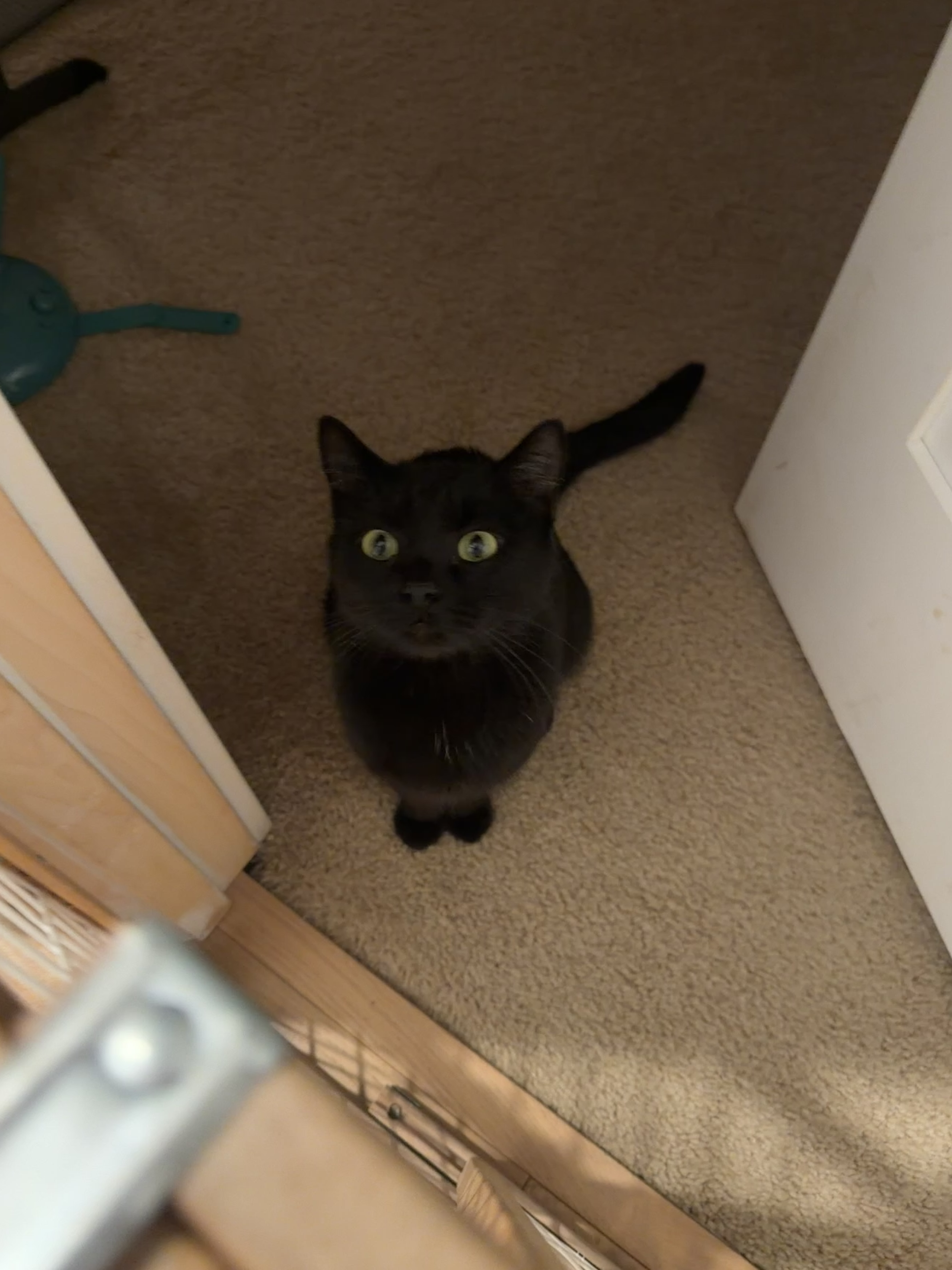 Picture of the Animal Listed