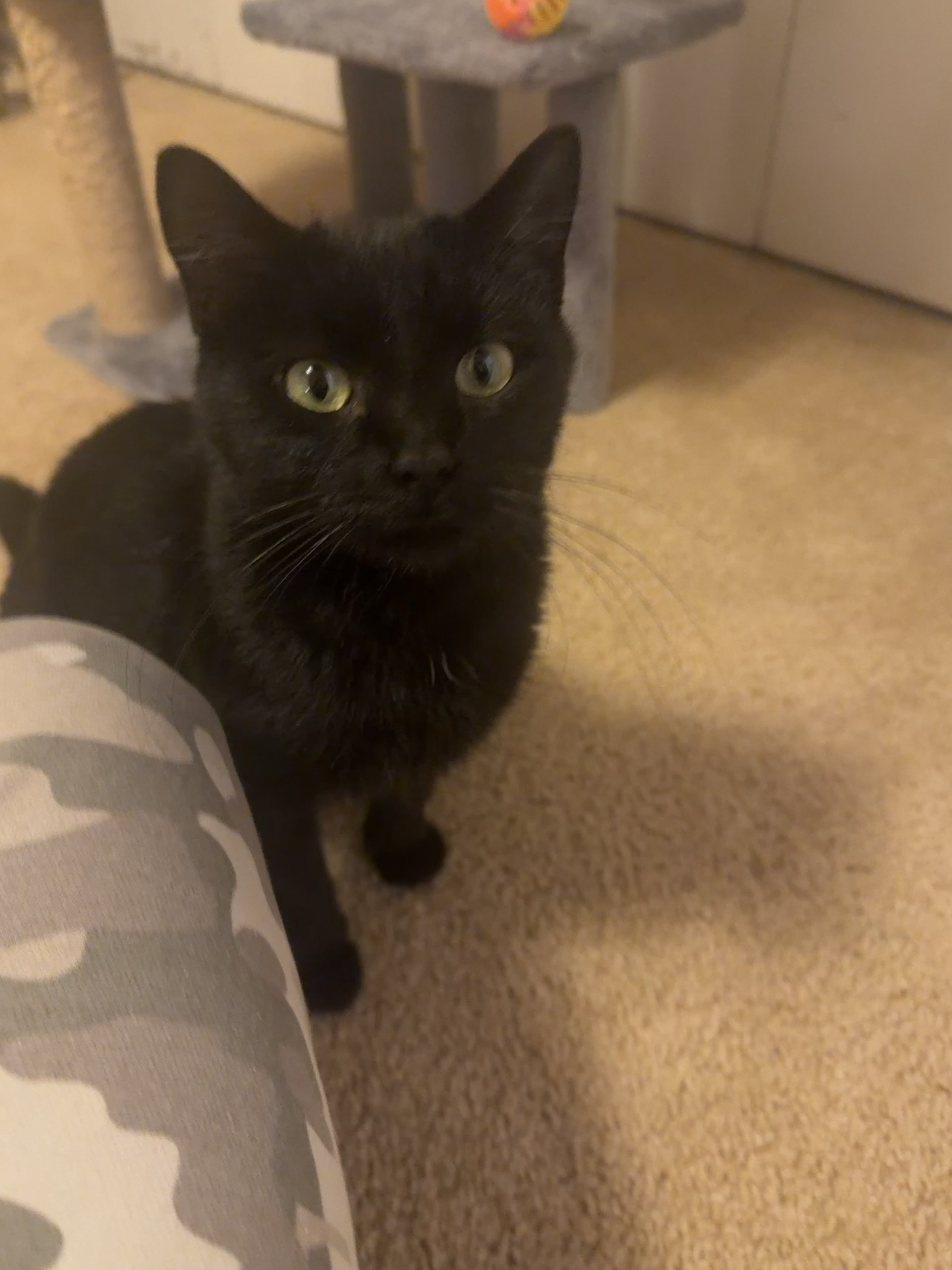 Picture of the Animal Listed