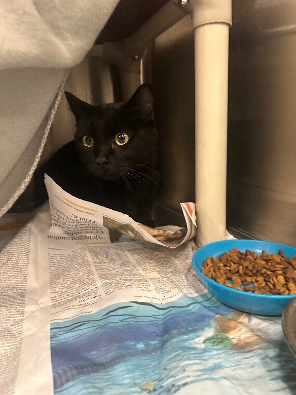 Picture of the Animal Listed