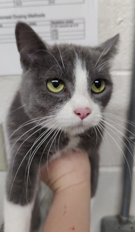 Picture of the Animal Listed