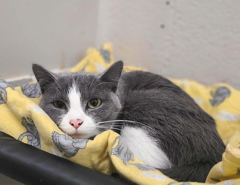 Picture of the Animal Listed