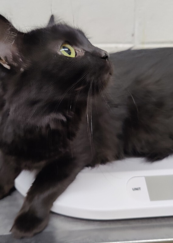 Picture of the Animal Listed