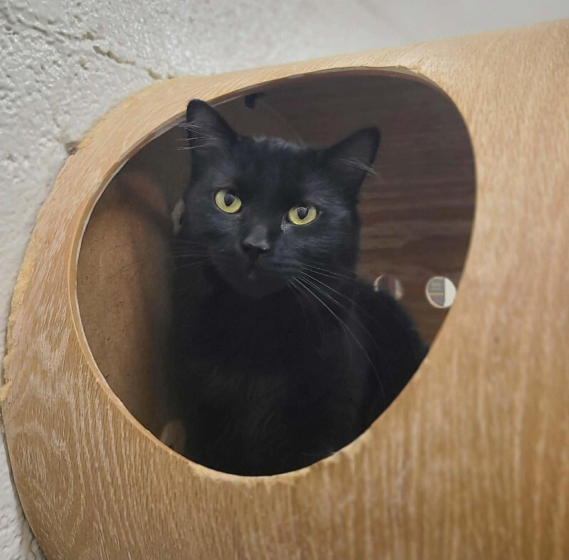 Picture of the Animal Listed