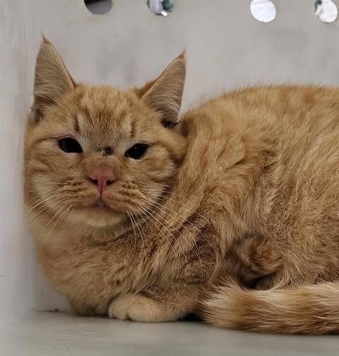 Picture of the Animal Listed