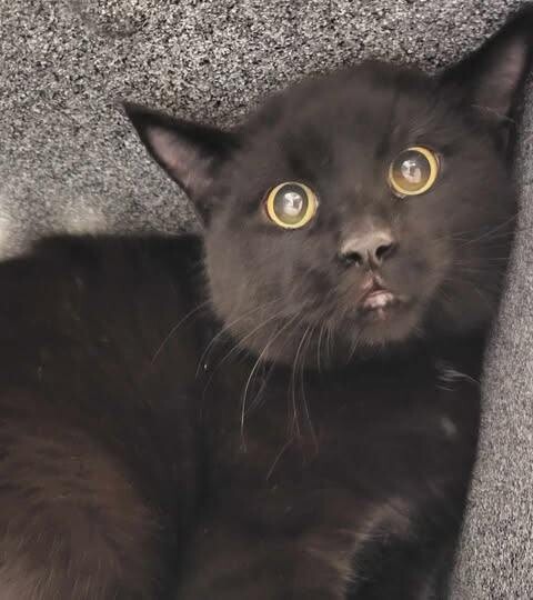 Picture of the Animal Listed