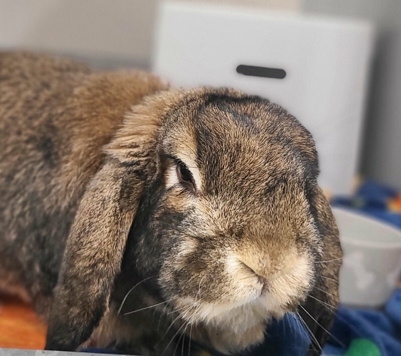 Picture of the Animal Listed