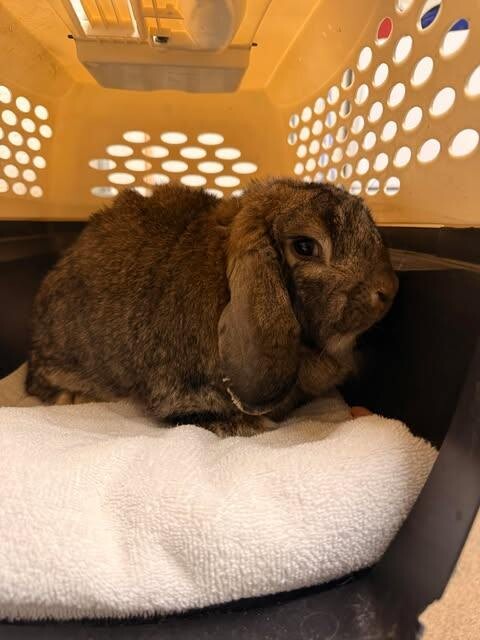 Picture of the Animal Listed