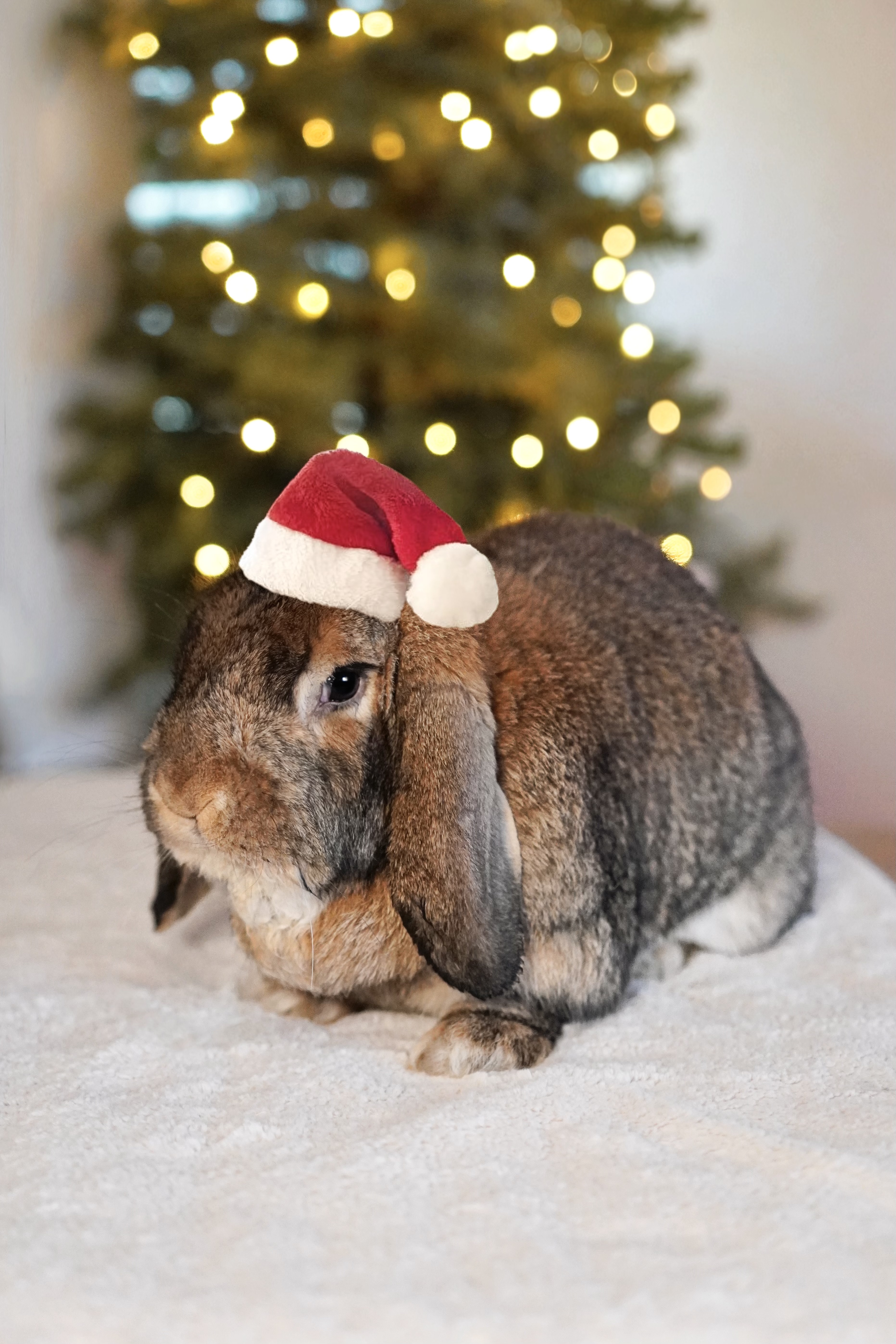 Picture of the Animal Listed