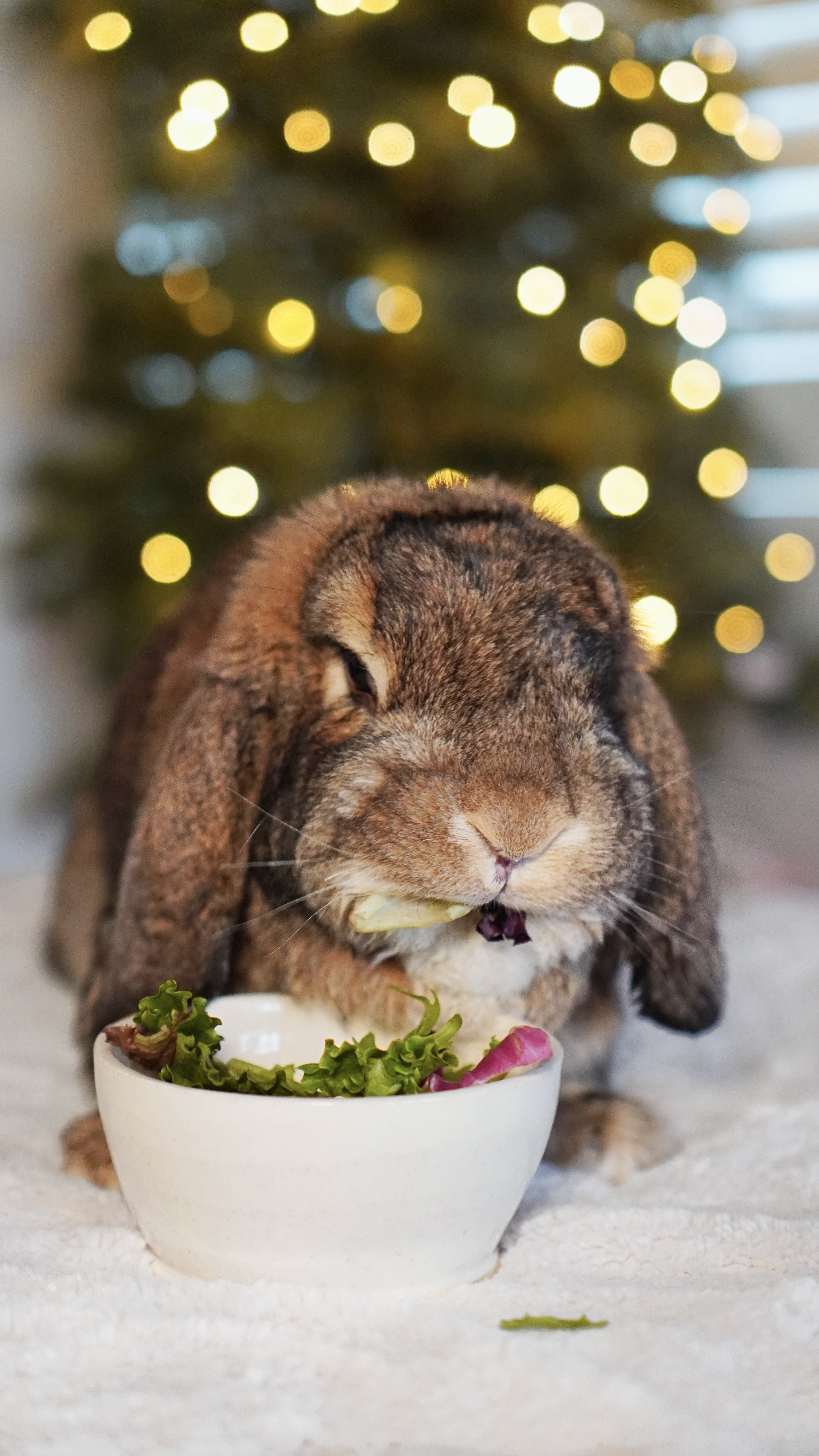 Picture of the Animal Listed