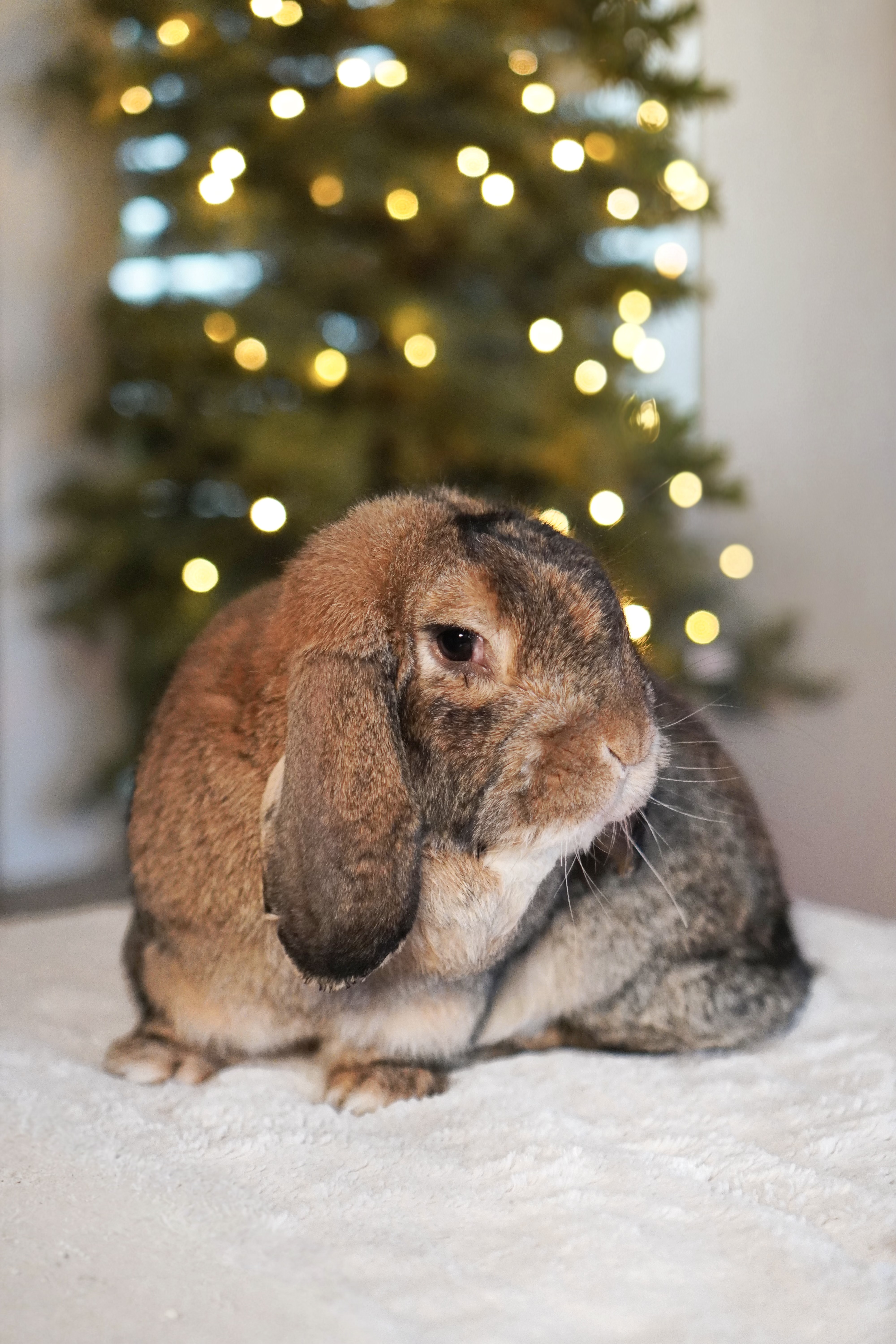 Picture of the Animal Listed