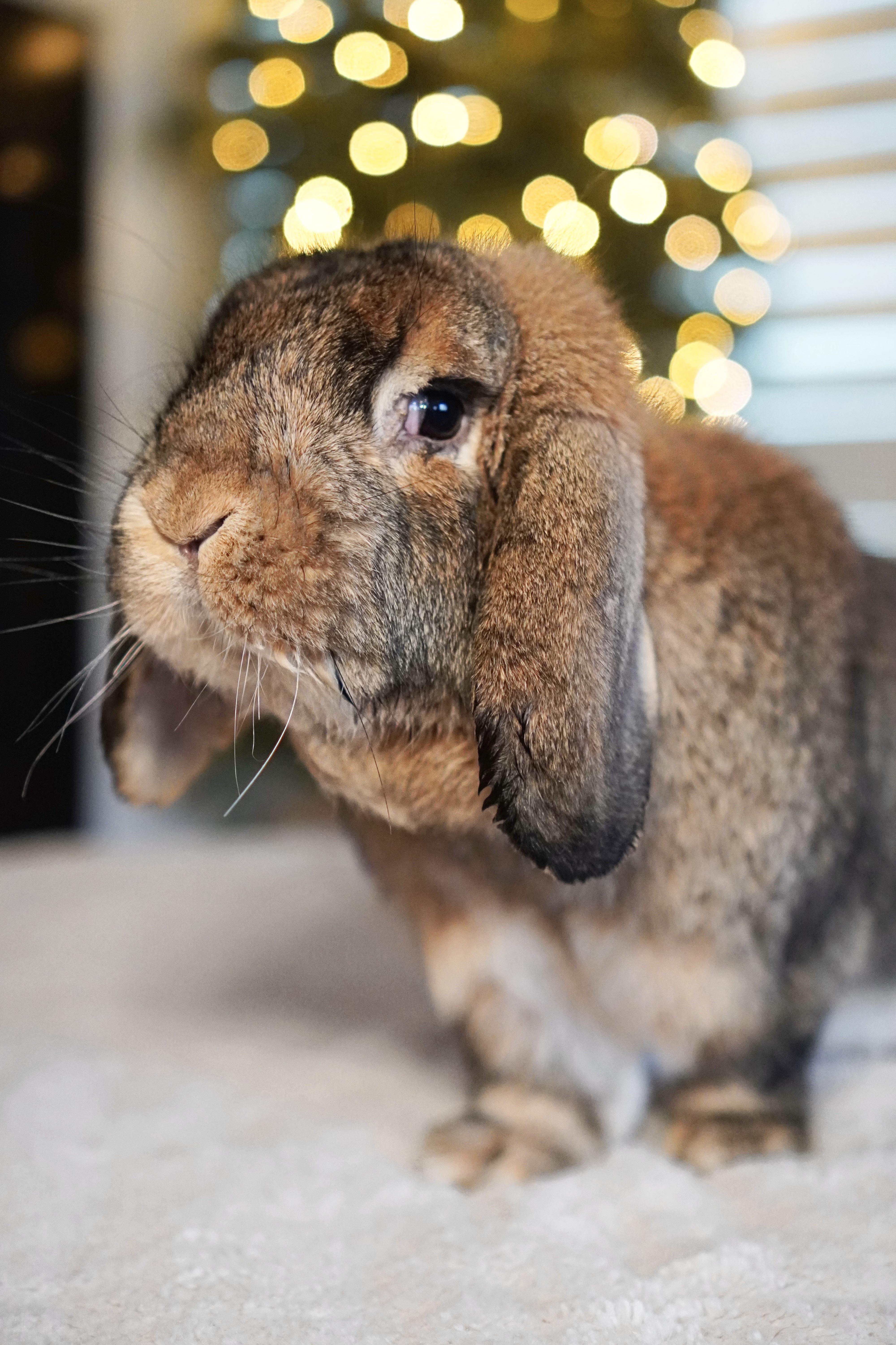 Picture of the Animal Listed