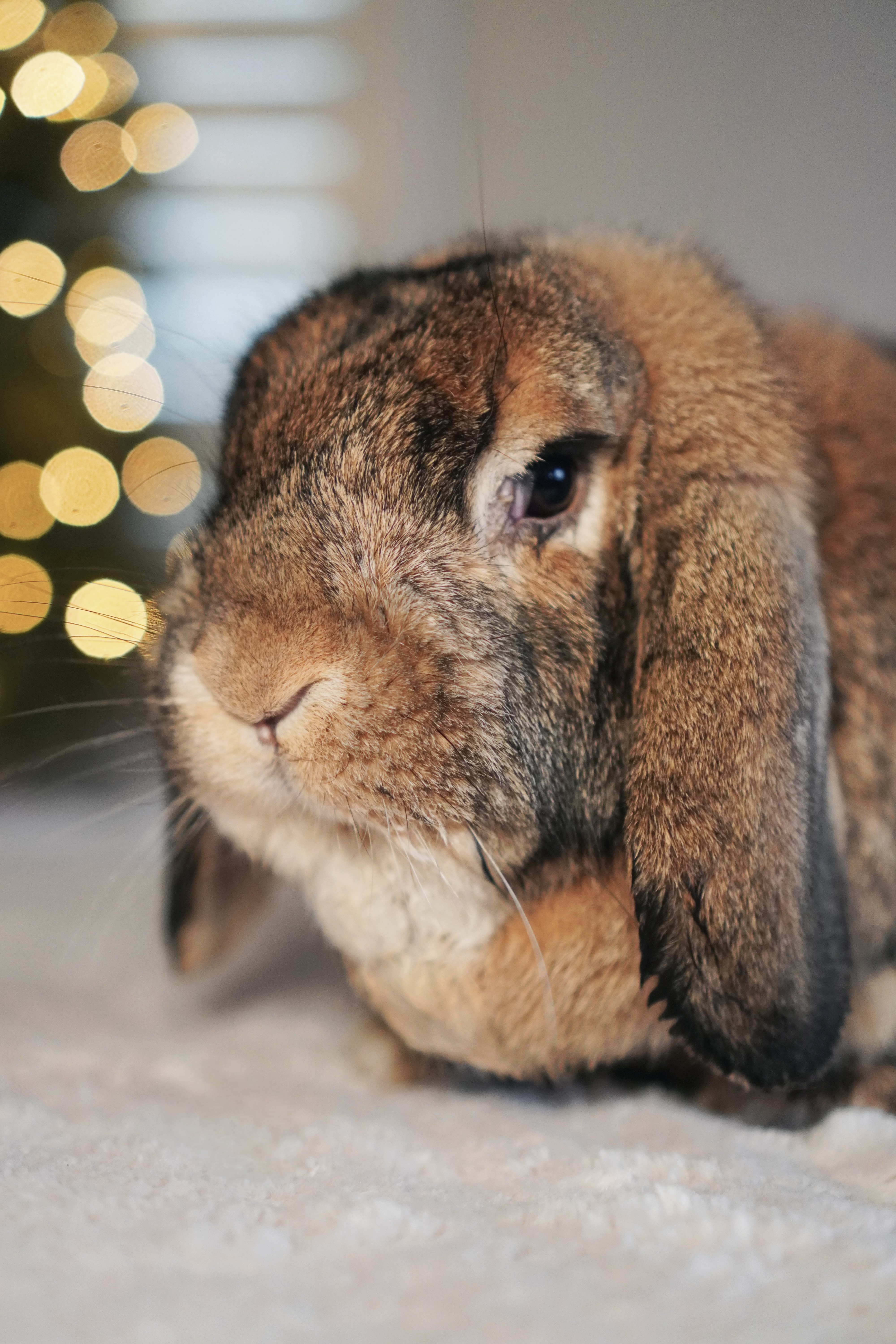 Picture of the Animal Listed