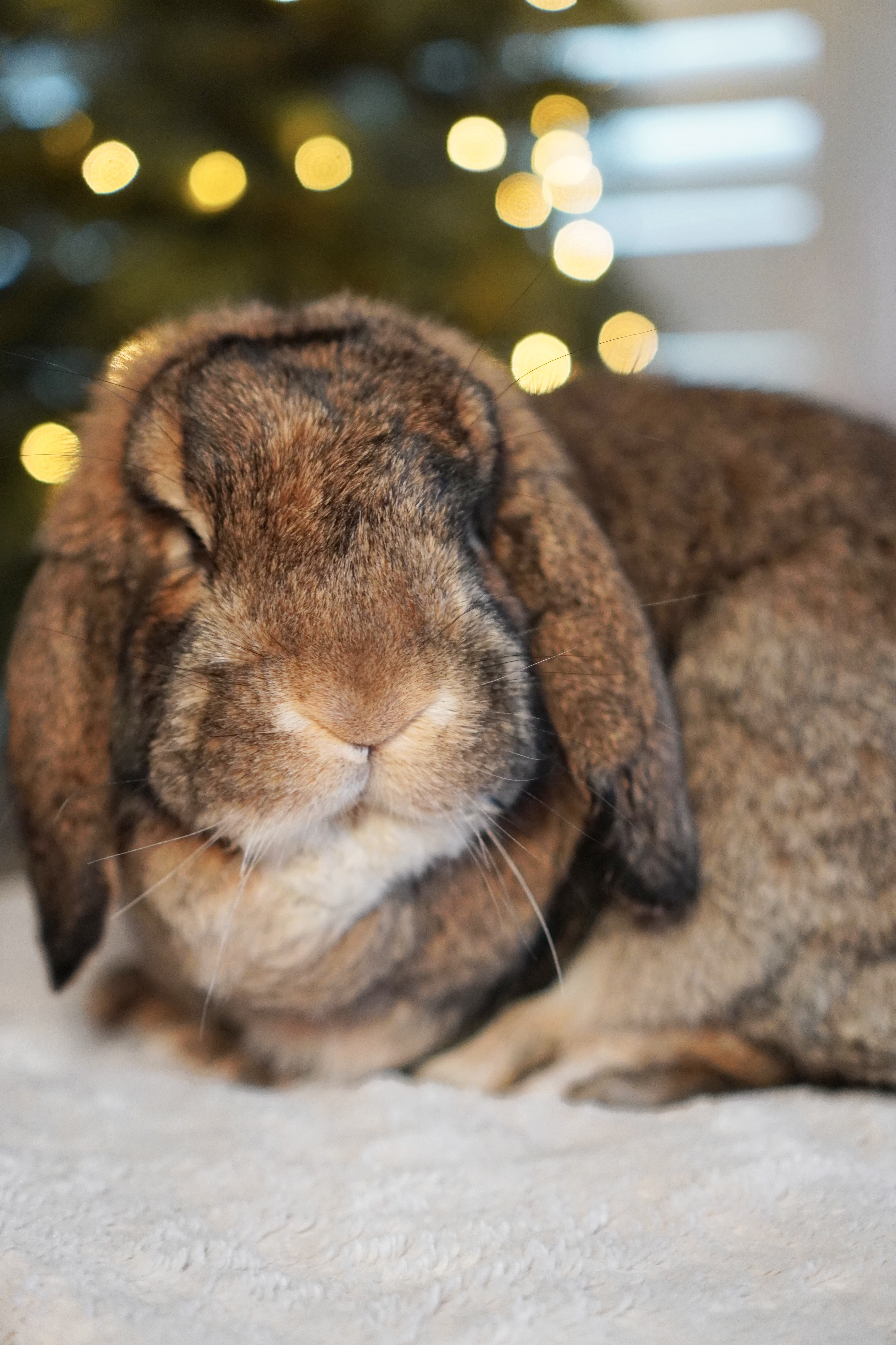 Picture of the Animal Listed