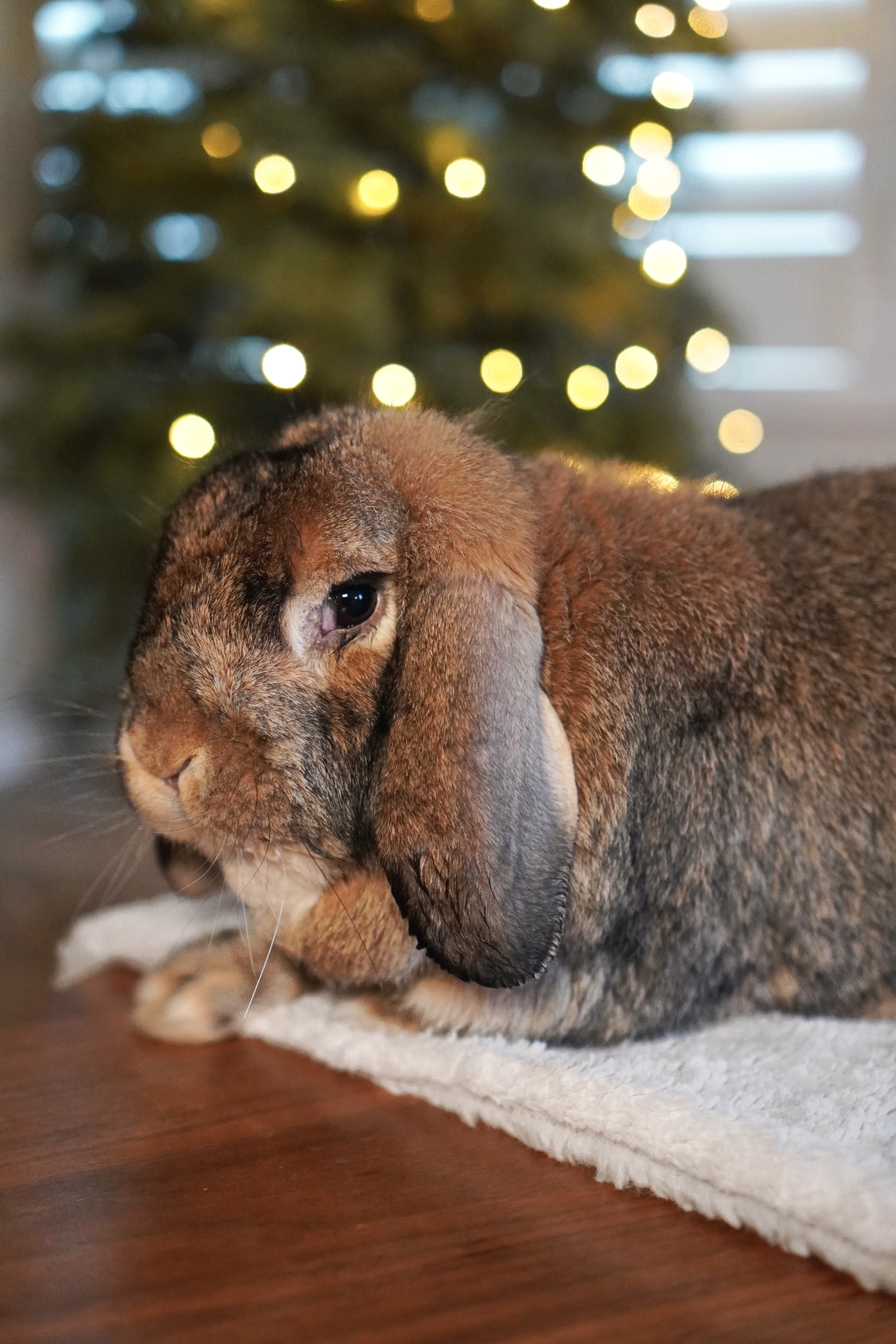 Picture of the Animal Listed