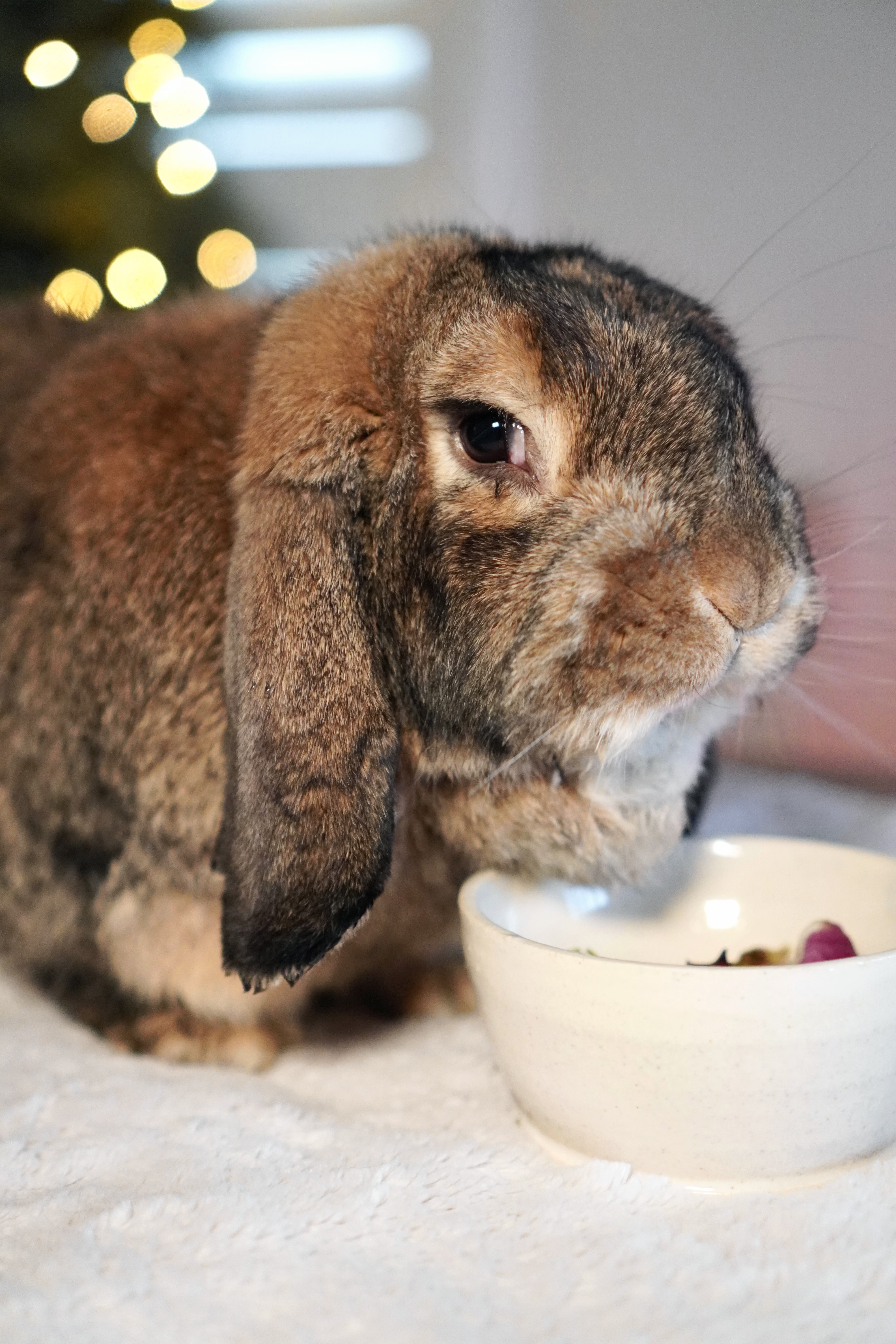 Picture of the Animal Listed