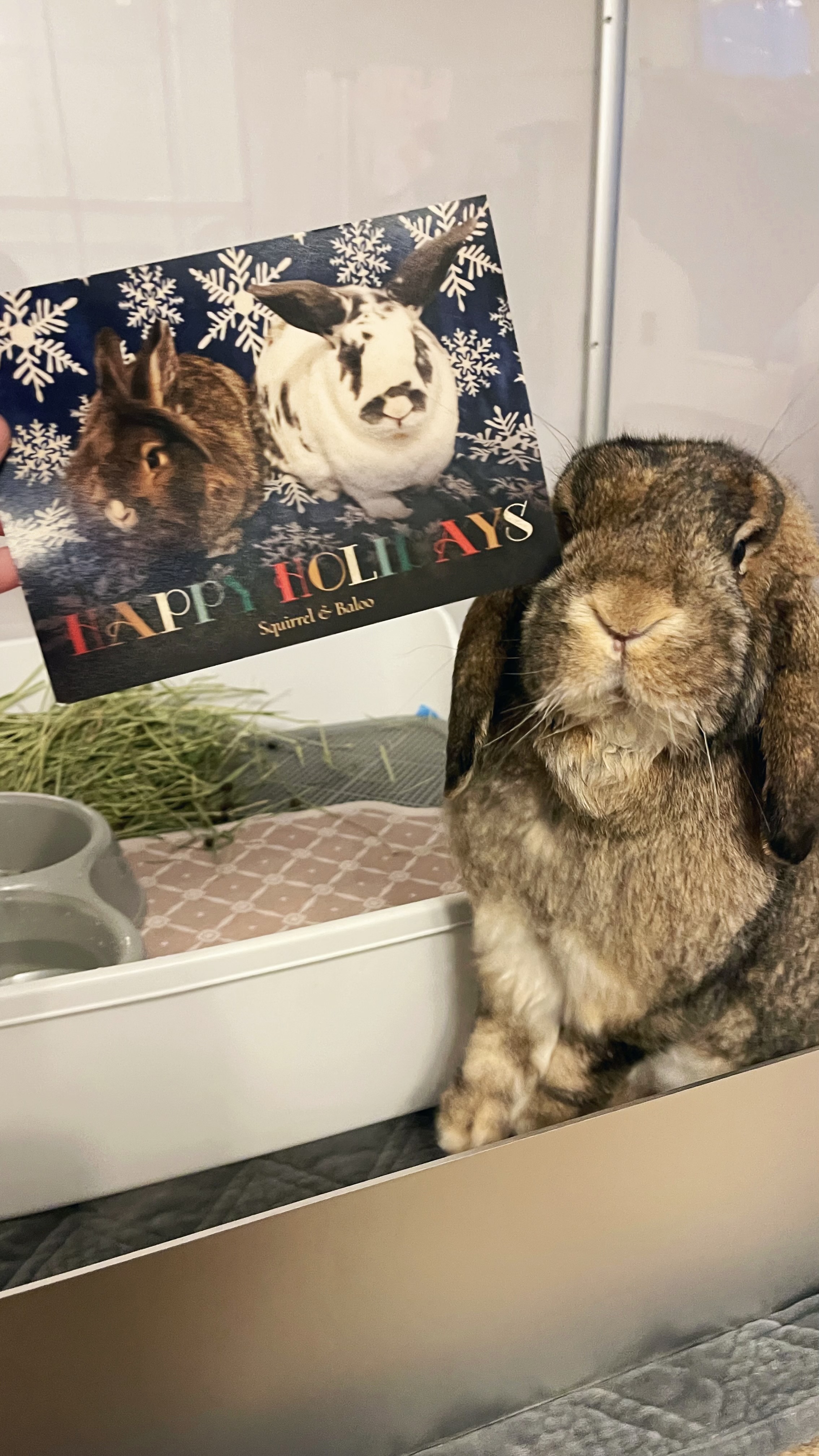 Picture of the Animal Listed