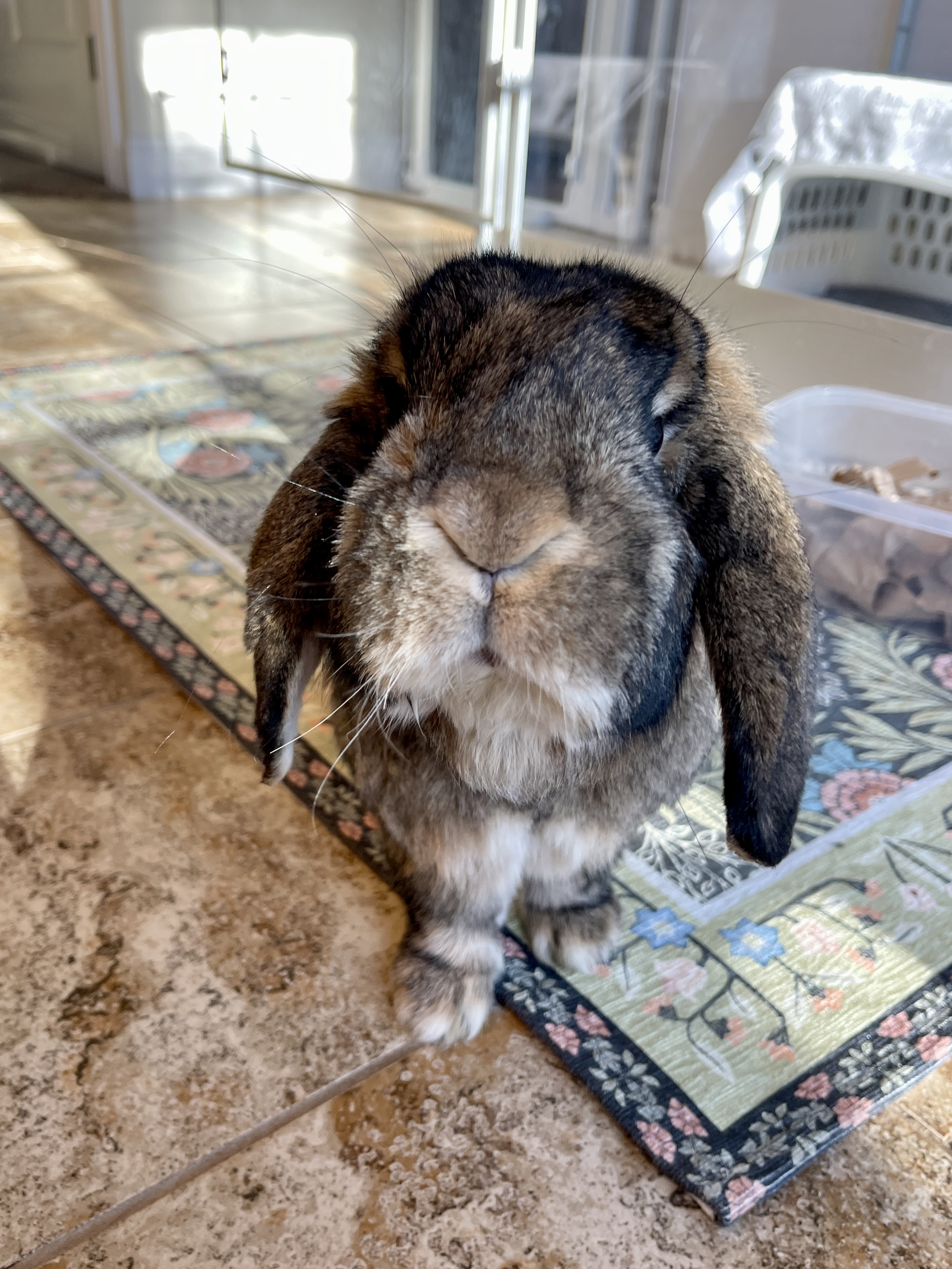 Picture of the Animal Listed