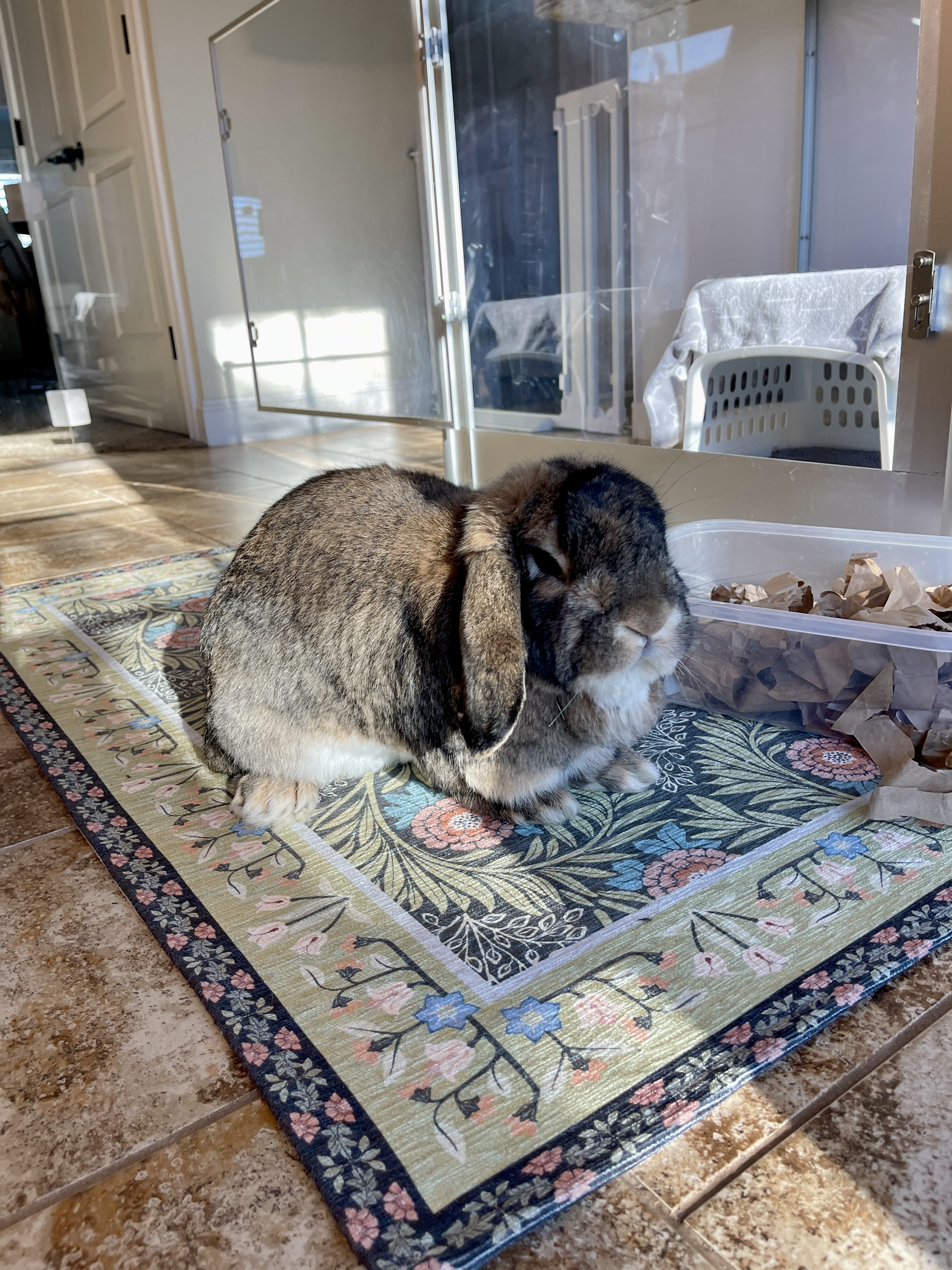 Picture of the Animal Listed