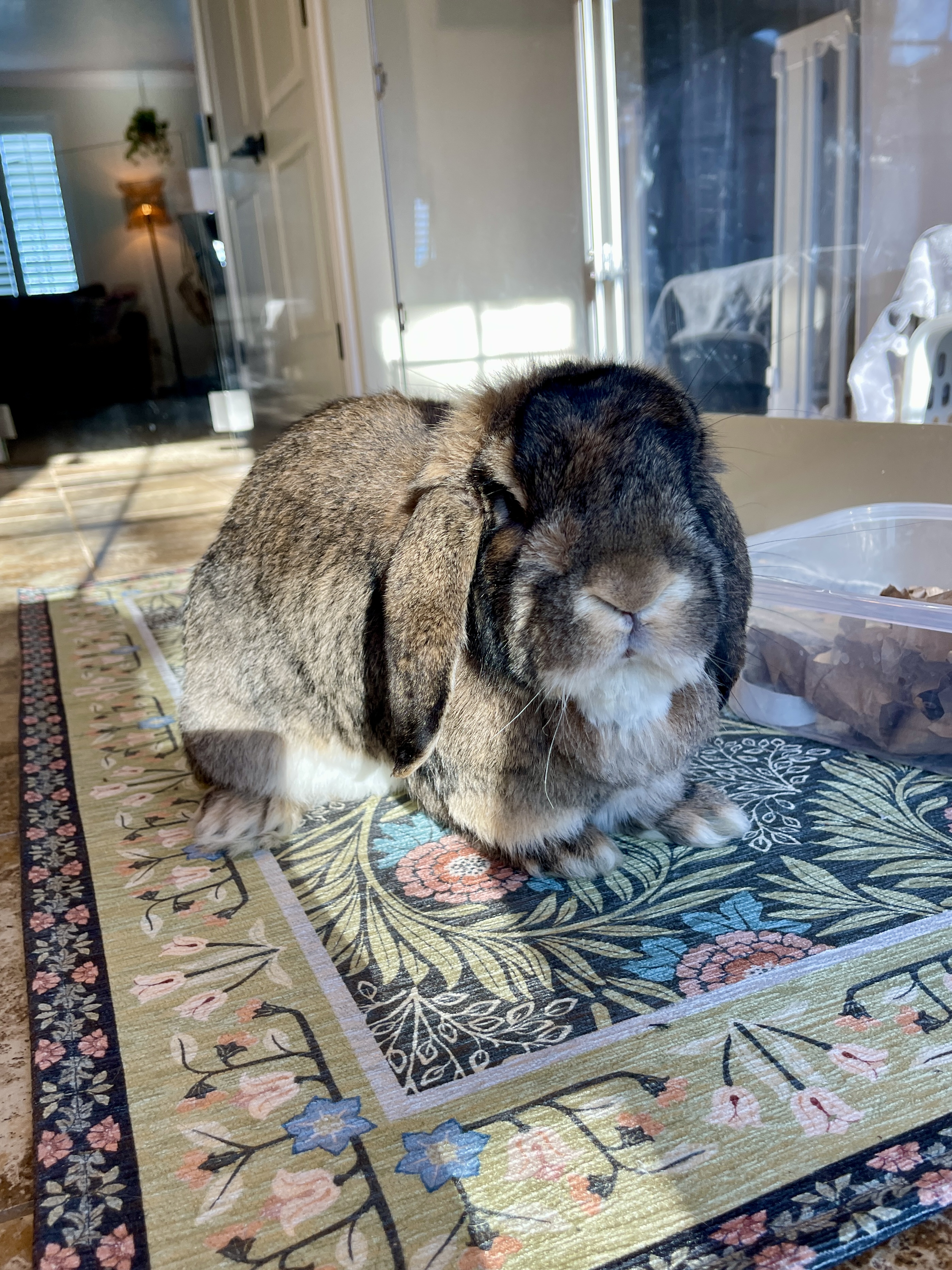 Picture of the Animal Listed