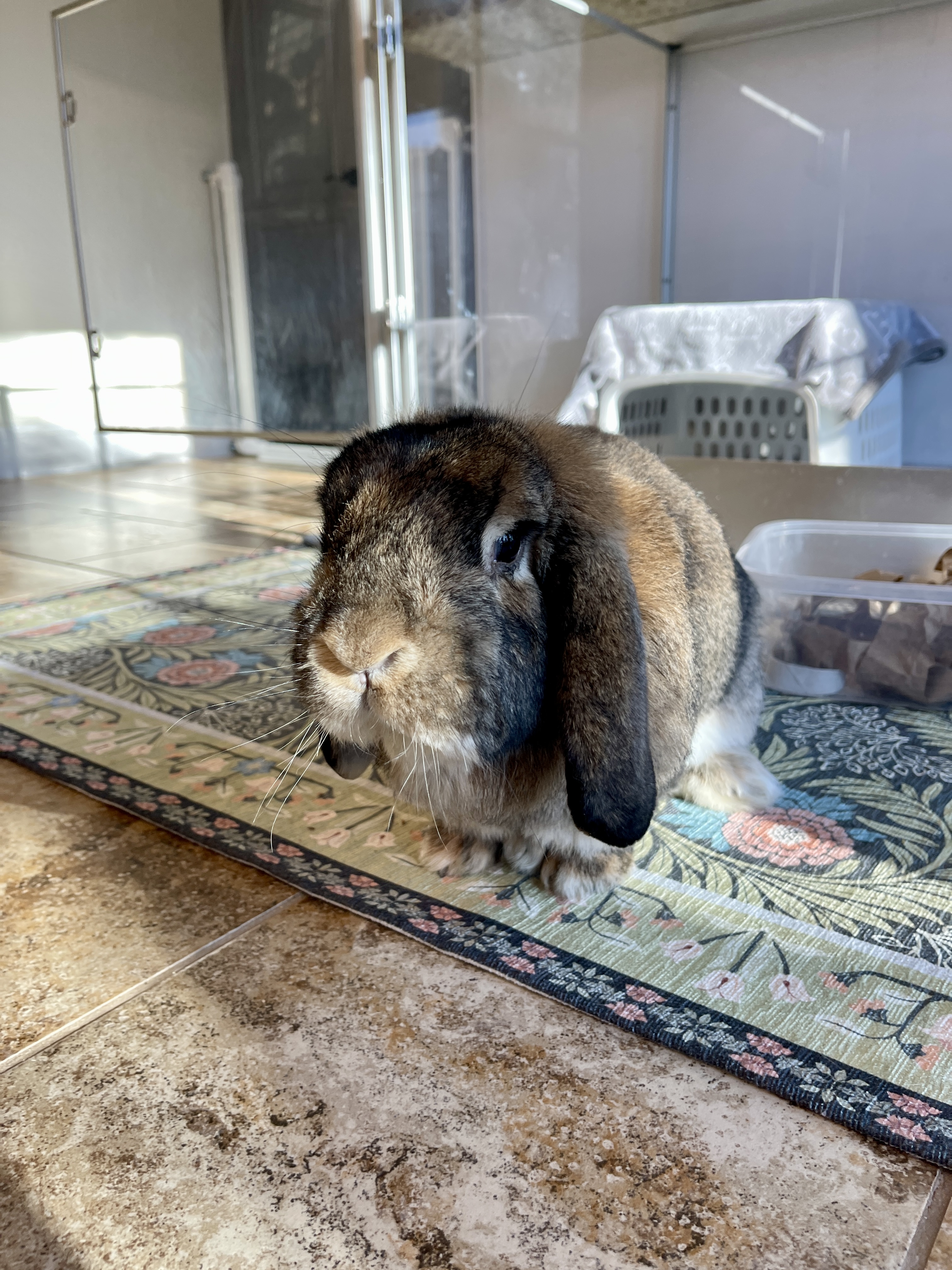 Picture of the Animal Listed