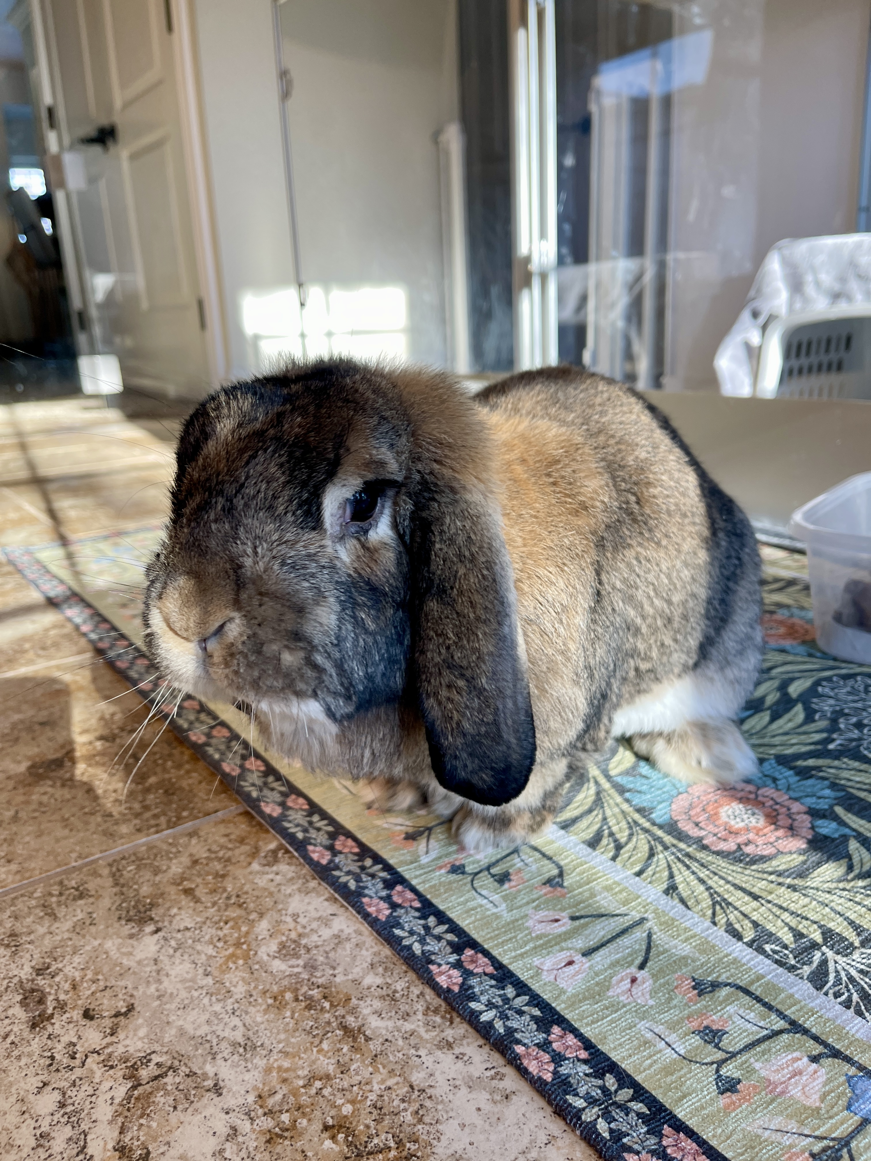 Picture of the Animal Listed