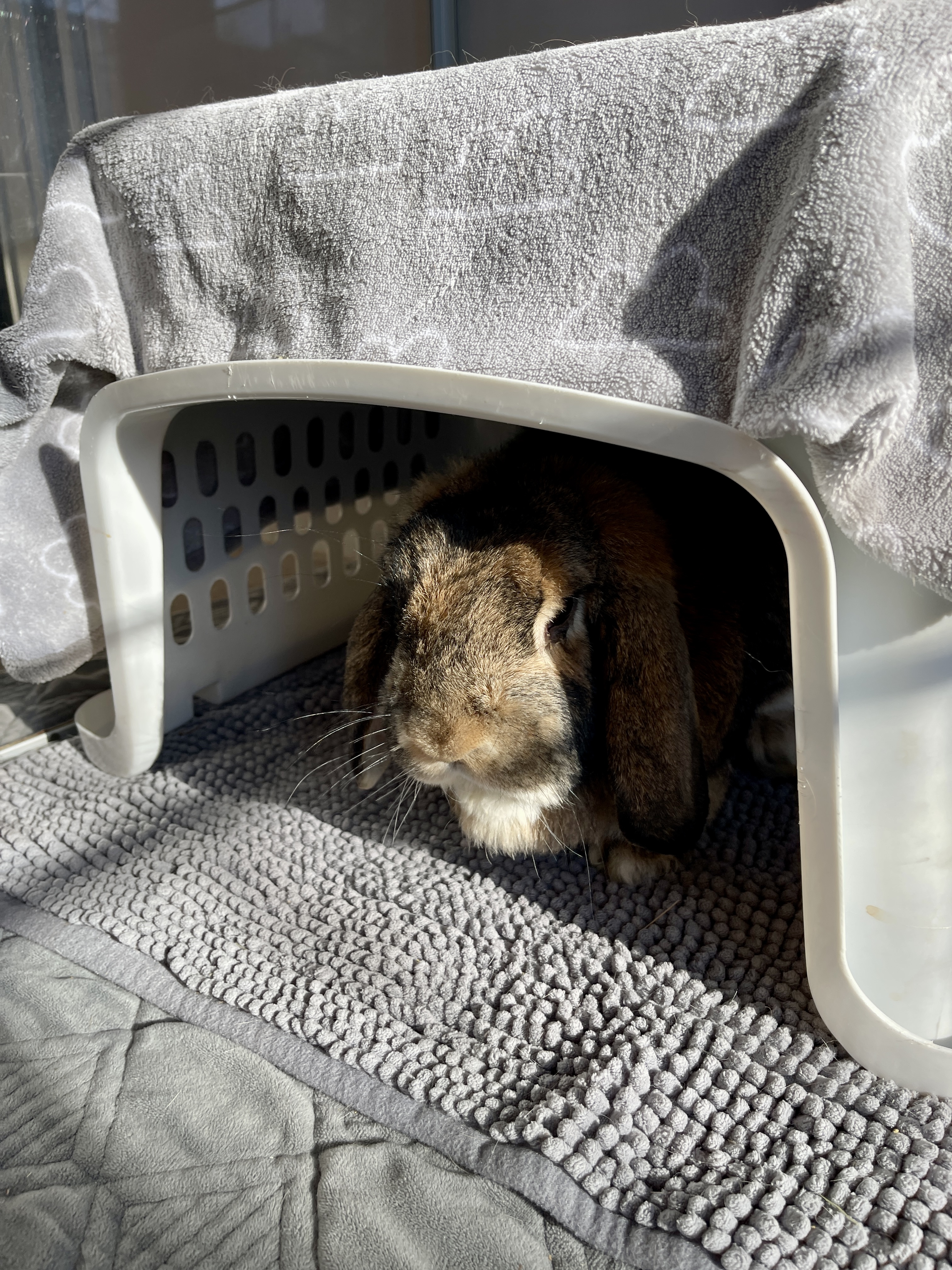 Picture of the Animal Listed