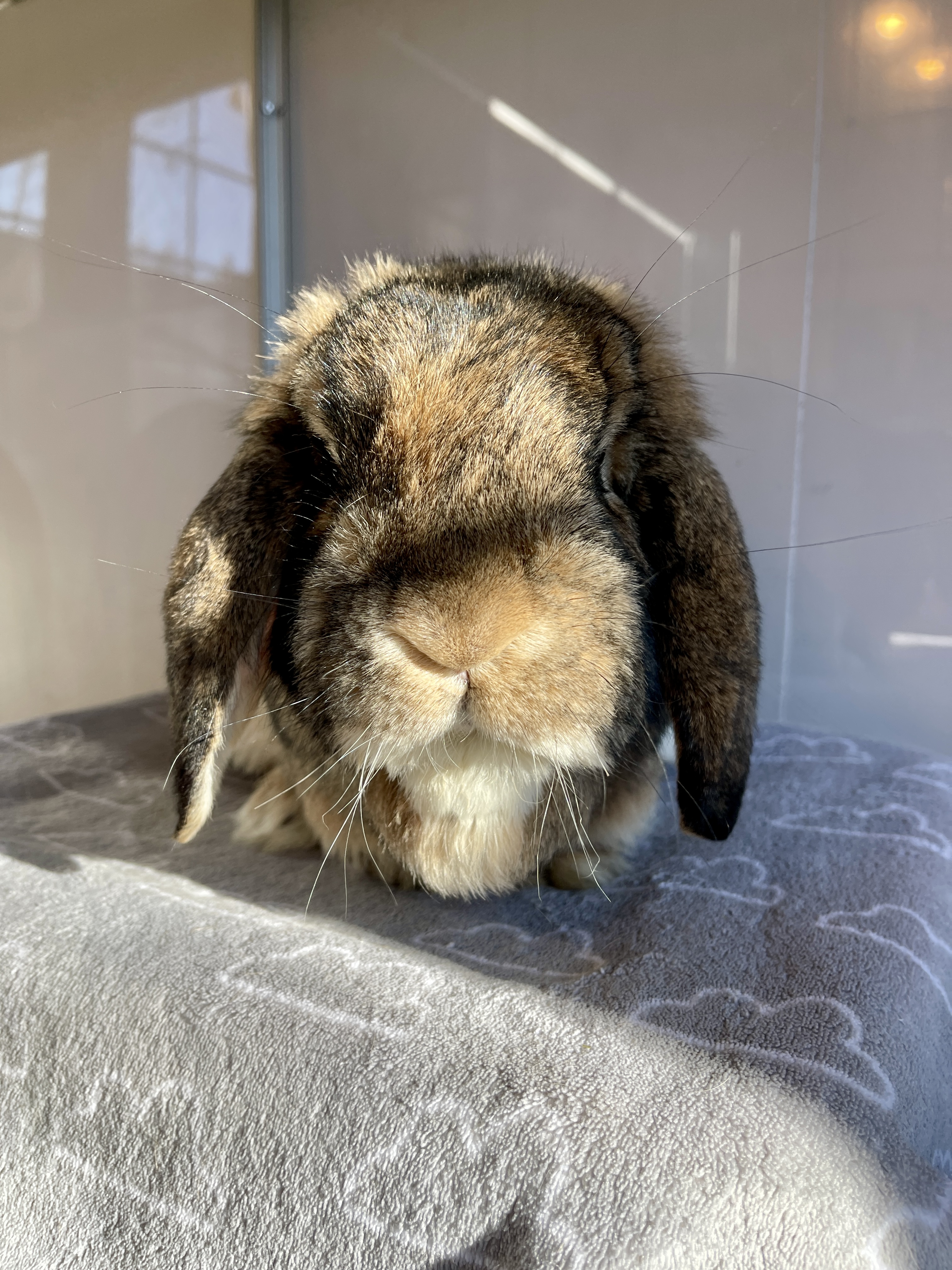 Picture of the Animal Listed