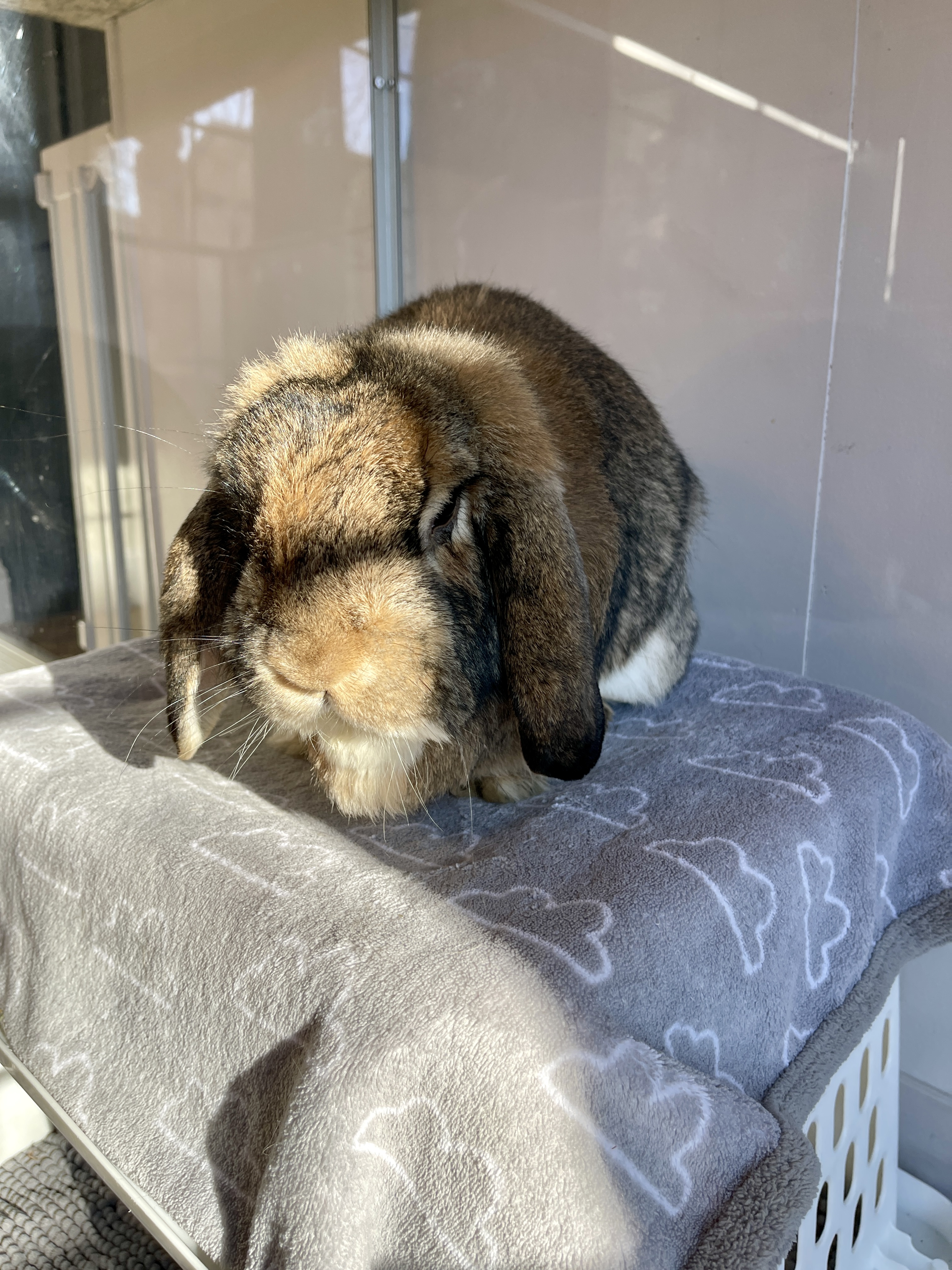 Picture of the Animal Listed