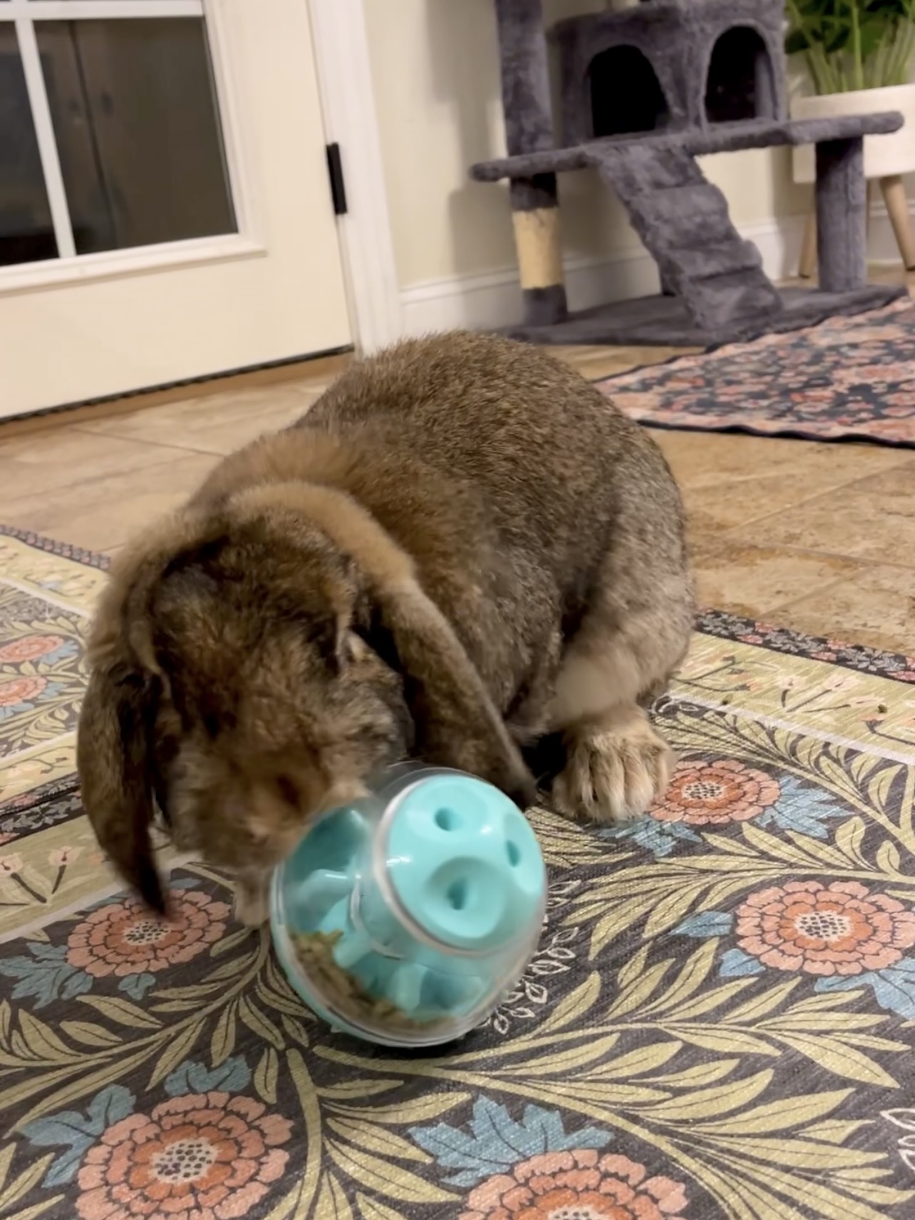 Picture of the Animal Listed