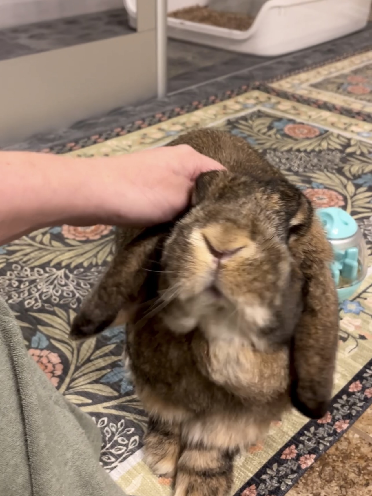 Picture of the Animal Listed