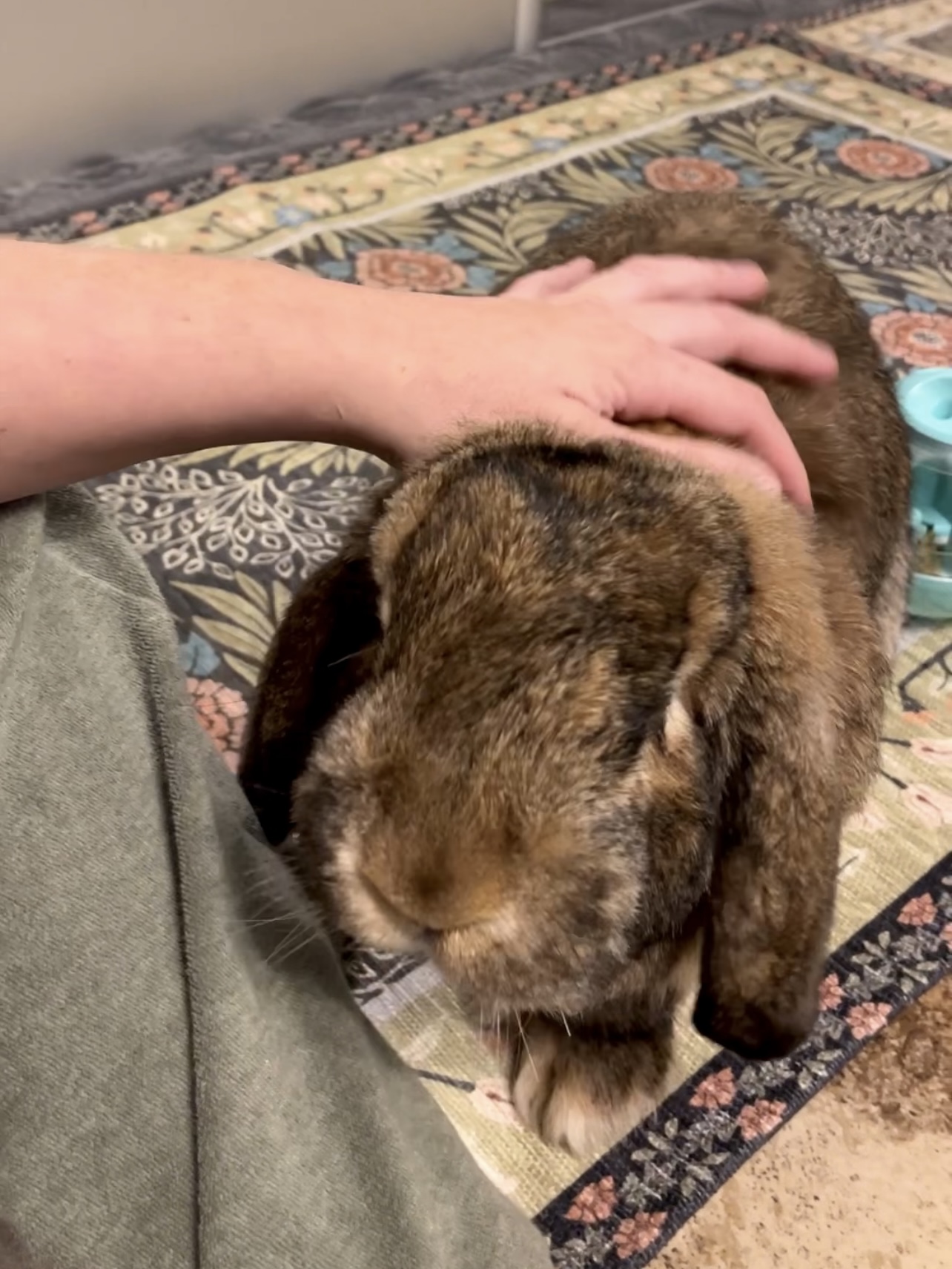 Picture of the Animal Listed