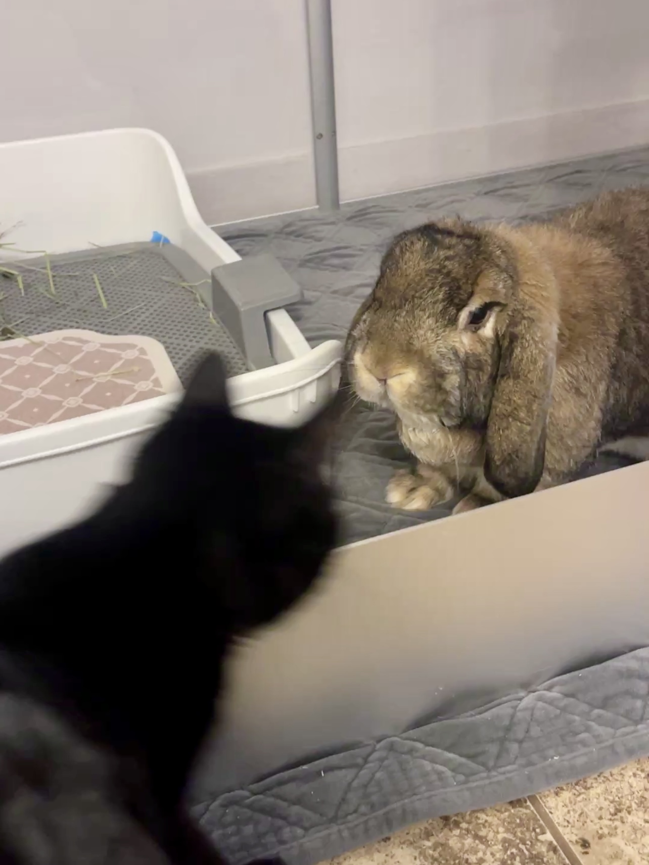 Picture of the Animal Listed