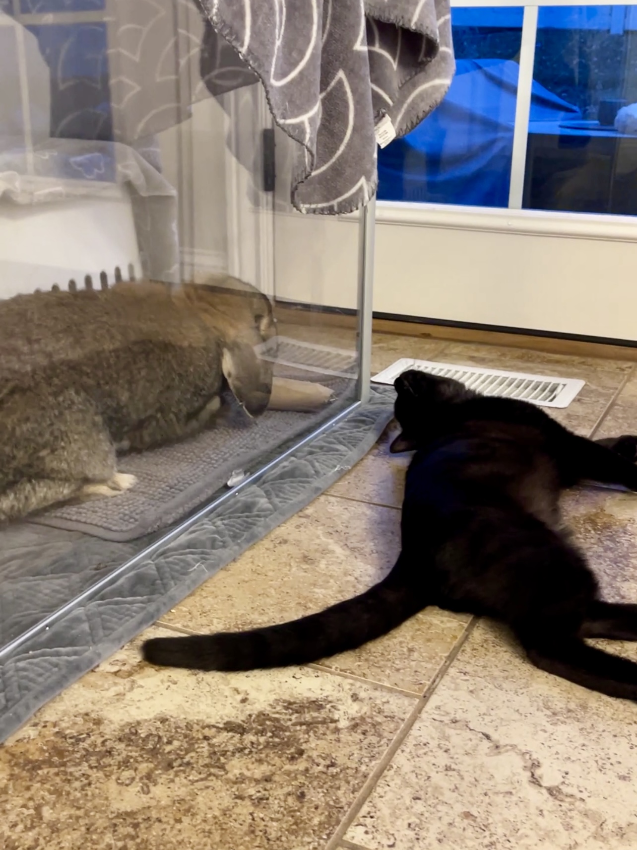 Picture of the Animal Listed