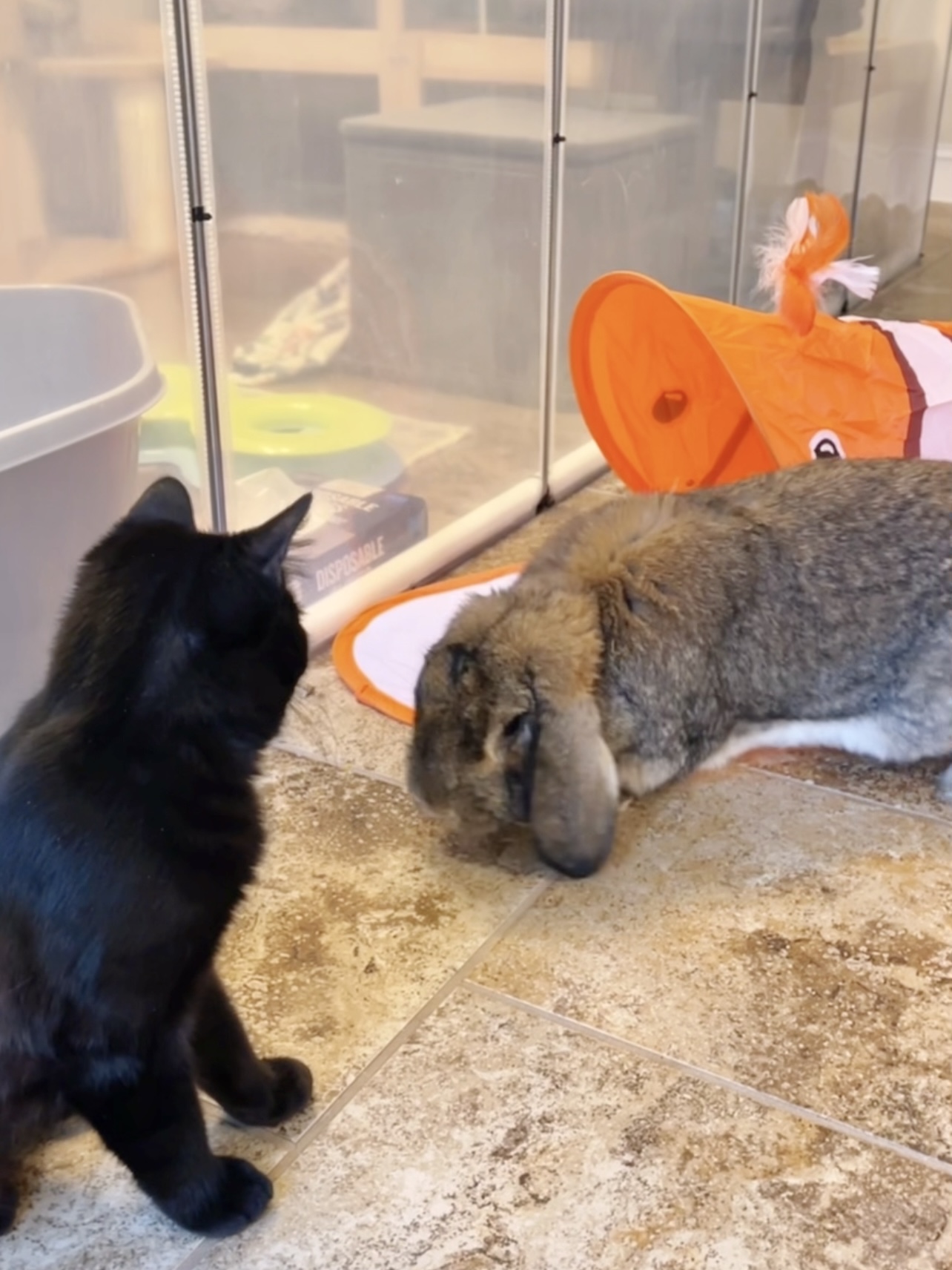 Picture of the Animal Listed